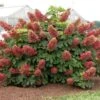 Hydrangea Quercifolia 'Ruby Slippers' -Planticaa Sales Store x600 25586