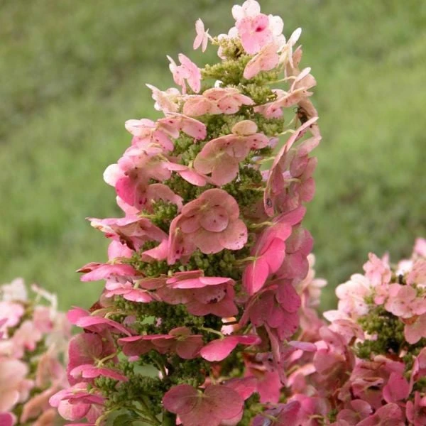 Hydrangea Quercifolia 'Ruby Slippers' 4 Hydrangea Quercifolia 'Ruby Slippers' - Image 2