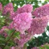 Hydrangea Paniculata Strawberry Sundae® -Planticaa Sales Store x600 25588