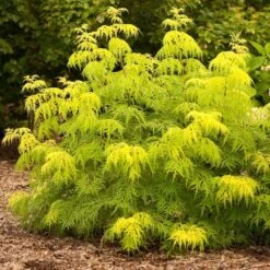 Sambucus Racemosa Lemony Lace® -Planticaa Sales Store x600 25592