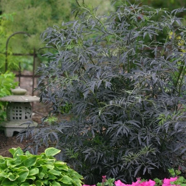Sambucus Nigra F. Porphyrophylla Black Lace® 4 Sambucus Nigra F. Porphyrophylla Black Lace® - Image 2