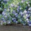 Campanula Poscharskyana 'Blue Gown' 2 Campanula Poscharskyana 'Blue Gown' -Planticaa Sales Store x600 25608