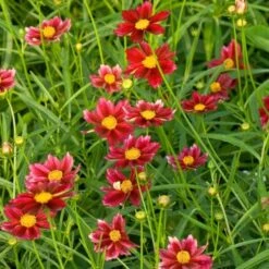 Coreopsis Big Bang™ 'Mercury Rising' -Planticaa Sales Store x600 25610