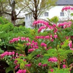Dicentra Spectabilis -Planticaa Sales Store x600 25614