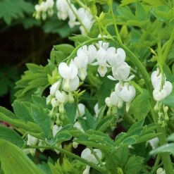 Dicentra Spectabilis 'Alba' 8 Dicentra Spectabilis 'Alba' -Planticaa Sales Store x600 25615
