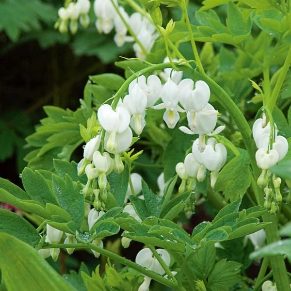 Dicentra Spectabilis 'Alba' 5 Dicentra Spectabilis 'Alba' - Image 3