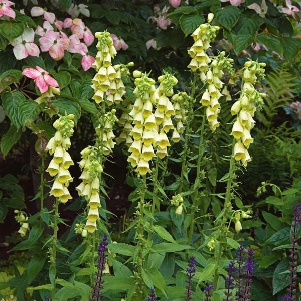 Digitalis Grandiflora 7 Digitalis Grandiflora - Image 5
