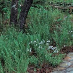 Polystichum Acrostichoides - Christmas Fern -Planticaa Sales Store x600 25627