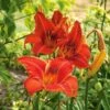 Hemerocallis (Daylily) 'Alabama Jubilee' -Planticaa Sales Store x600 25636