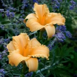 Hemerocallis (Daylily) 'Apricot Sparkles' - Reblooming -Planticaa Sales Store x600 25640