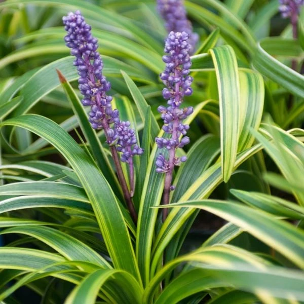 Liriope Muscari 'Variegata' 3 Liriope Muscari 'Variegata'