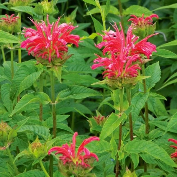 Monarda Didyma 'Coral Reef' 4 Monarda Didyma 'Coral Reef' - Image 2
