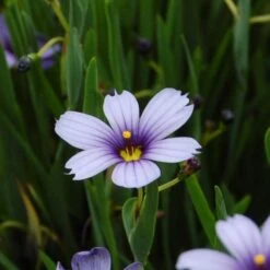 Sisyrinchium Angustifolium 'Lucerne' 8 Sisyrinchium Angustifolium 'Lucerne' -Planticaa Sales Store x600 25676