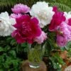Old-Time Peony Collection -Planticaa Sales Store x600 25705