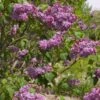 Syringa Vulgaris 'Sensation' -Planticaa Sales Store x600 25710
