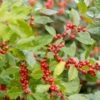 Ilex Verticillata Berry Heavy® -Planticaa Sales Store x600 25723