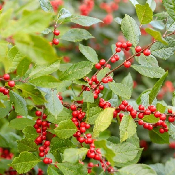 Ilex Verticillata Berry Heavy® 3 Ilex Verticillata Berry Heavy®