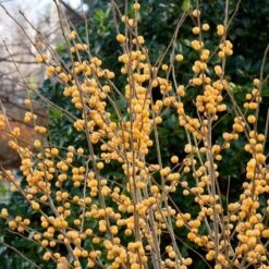 Ilex Verticillata Berry Heavy® Gold