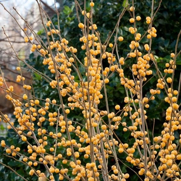 Ilex Verticillata Berry Heavy® Gold 3 Ilex Verticillata Berry Heavy® Gold