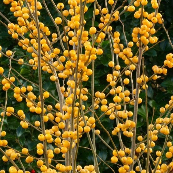 Ilex Verticillata Berry Heavy® Gold 4 Ilex Verticillata Berry Heavy® Gold - Image 2
