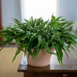 Cretan Pot Ikaros -Planticaa Sales Store x600 25861