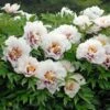 Peony 'Cora Louise' - Itoh Peony -Planticaa Sales Store x600 25876
