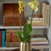 Yellow Moth Orchid In Golden Metal Cachepot 1 Yellow Moth Orchid In Golden Metal Cachepot -Planticaa Sales Store x600 26005
