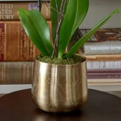 Yellow Moth Orchid In Golden Metal Cachepot -Planticaa Sales Store x600 26007