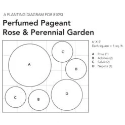 Perfumed Pageant Rose & Perennial Garden -Planticaa Sales Store x600 26067
