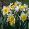 Narcissus 'Cornish King' 1 Narcissus 'Cornish King' -Planticaa Sales Store x600 26089
