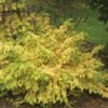 Cornus Sanguinea Arctic Sun®