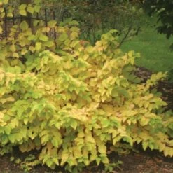 Cornus Sanguinea Arctic Sun®