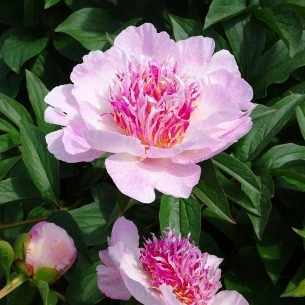 Peony 'Do Tell' 5 Peony 'Do Tell' - Image 3