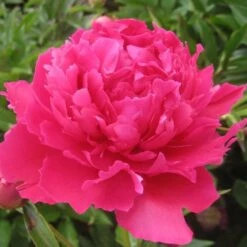 Peony 'Felix Supreme' 6 Peony 'Felix Supreme' -Planticaa Sales Store x600 26200