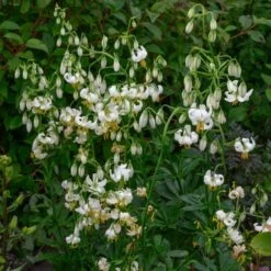 Lilium Martagon 'Snowy Morning' -Planticaa Sales Store x600 26227