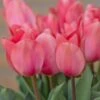 Tulip 'Christmas Pink' -Planticaa Sales Store x600 26264
