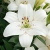 Lilium 'Eyeliner' -Planticaa Sales Store x600 26271 1
