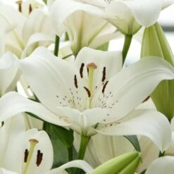 Lilium 'Eyeliner' -Planticaa Sales Store x600 26273