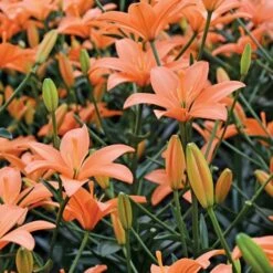 Lilium Pastel Shades Mix For Naturalizing -Planticaa Sales Store x600 26277