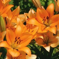 Lilium Pastel Shades Mix For Naturalizing -Planticaa Sales Store x600 26278