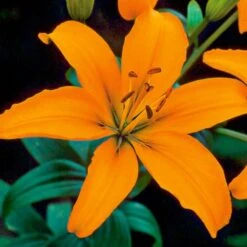 Lilium Pastel Shades Mix For Naturalizing -Planticaa Sales Store x600 26281