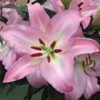 Lilium 'Pink Pearl' -Planticaa Sales Store x600 26349