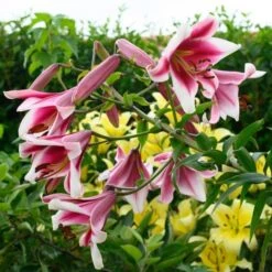 Lilium 'Silk Road' -Planticaa Sales Store x600 26350