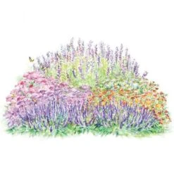 Monarch Butterfly Perennial Garden -Planticaa Sales Store x600 26352