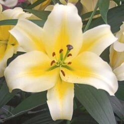 Lilium Mix - The Perfumed Garden -Planticaa Sales Store x600 26372