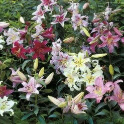 Lilium Mix - The Perfumed Garden -Planticaa Sales Store x600 26373