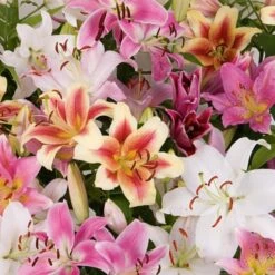 Lilium Mix - The Perfumed Garden -Planticaa Sales Store x600 26374