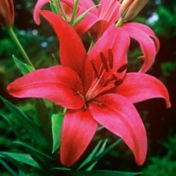 Strawberries & Cream Lilium Mix -Planticaa Sales Store x600 26376