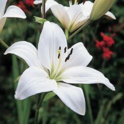 Strawberries & Cream Lilium Mix -Planticaa Sales Store x600 26378