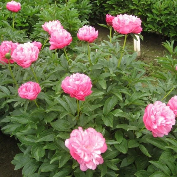 Peony 'Joker' 4 Peony 'Joker' - Image 2
